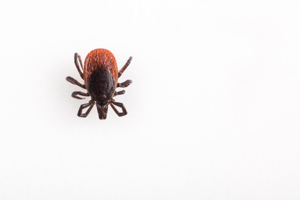 Tick - parasitic arachnid blood-sucking